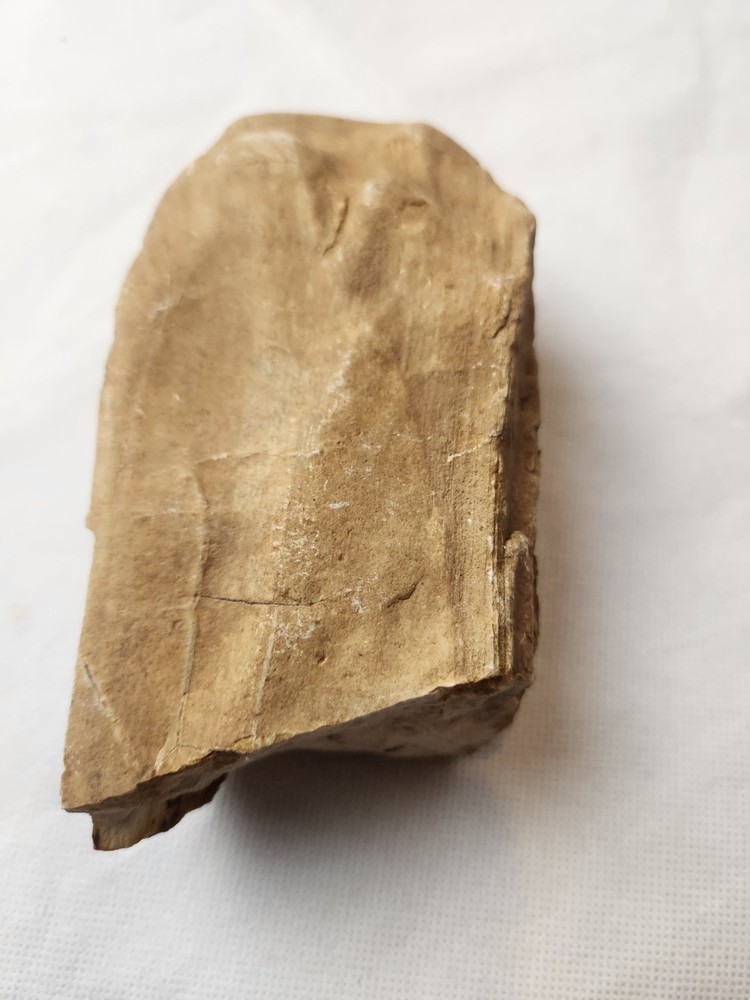 Petrified Wood