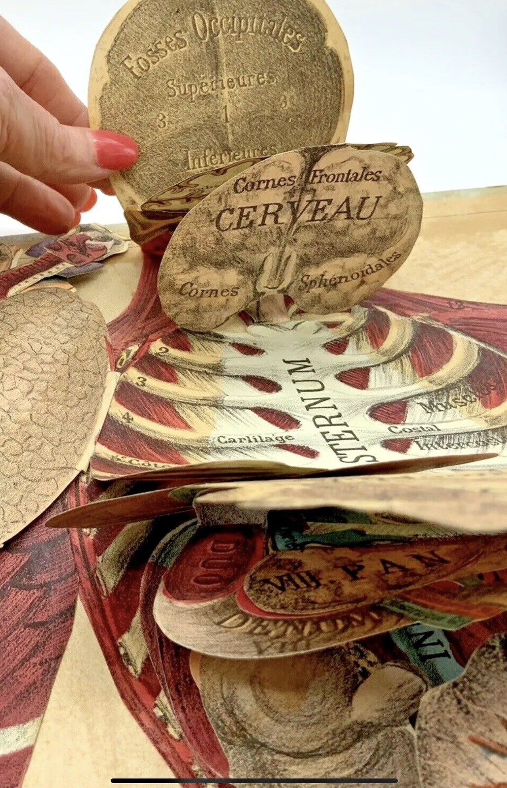 French Medical Human Anatomy Diagram Pop-up Book c 1875, G.J. Witkoski, Rare