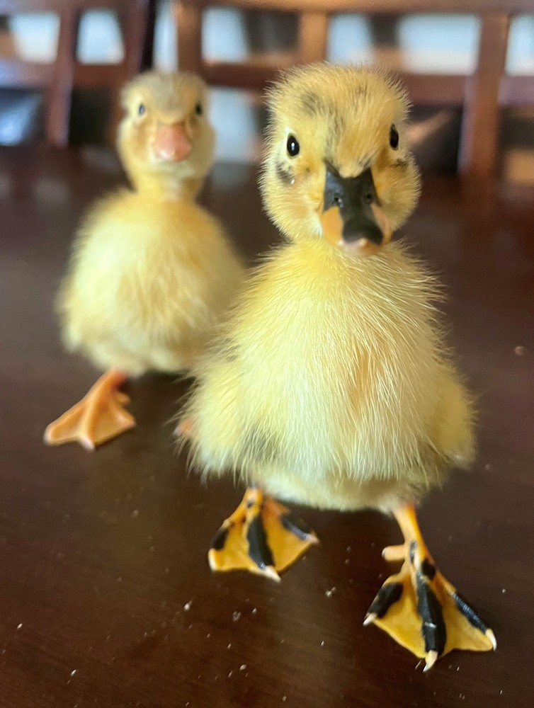 12+ Ancona Duck Hatching Eggs – Blue, Silver & Chocolate Color Possibilities