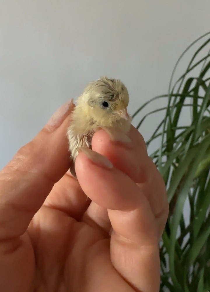 6 + Fresh Button Quail Fertile Hatching Eggs – Organic Raised