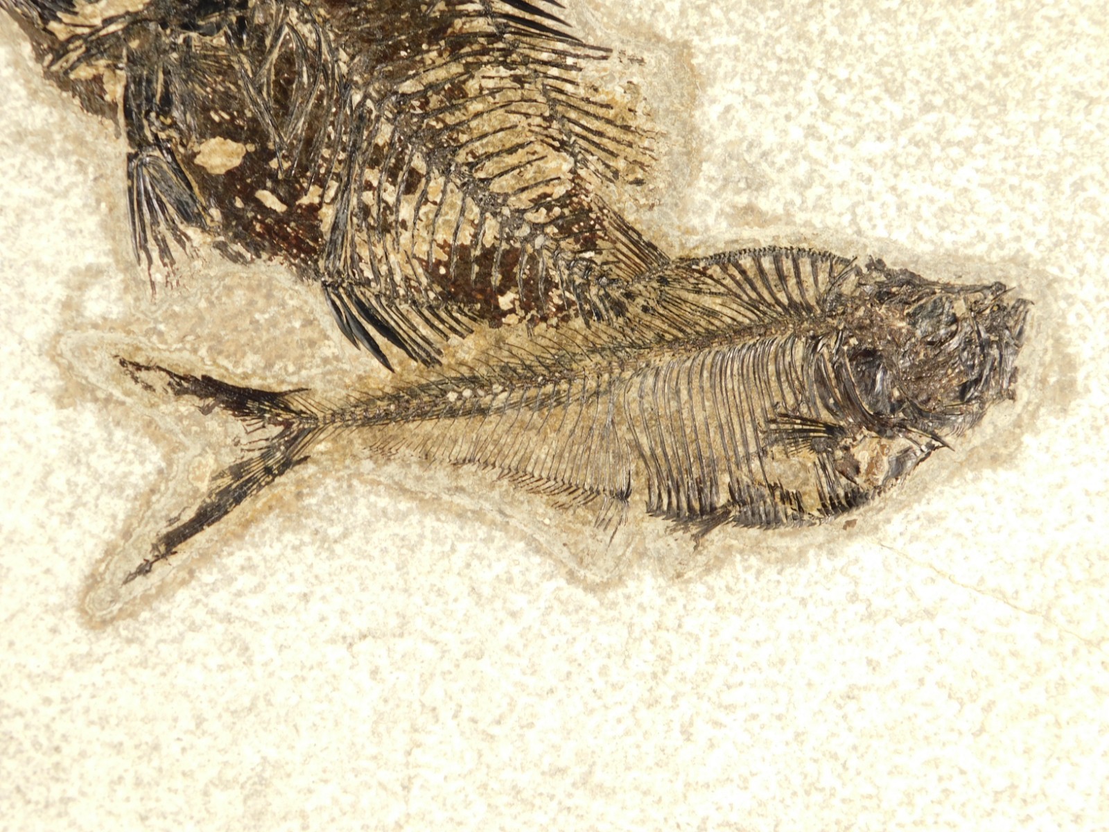 Two! SPECIES Rare Priscacara FISH Fossil and Diplomystus On HUGE Matrix Wyoming