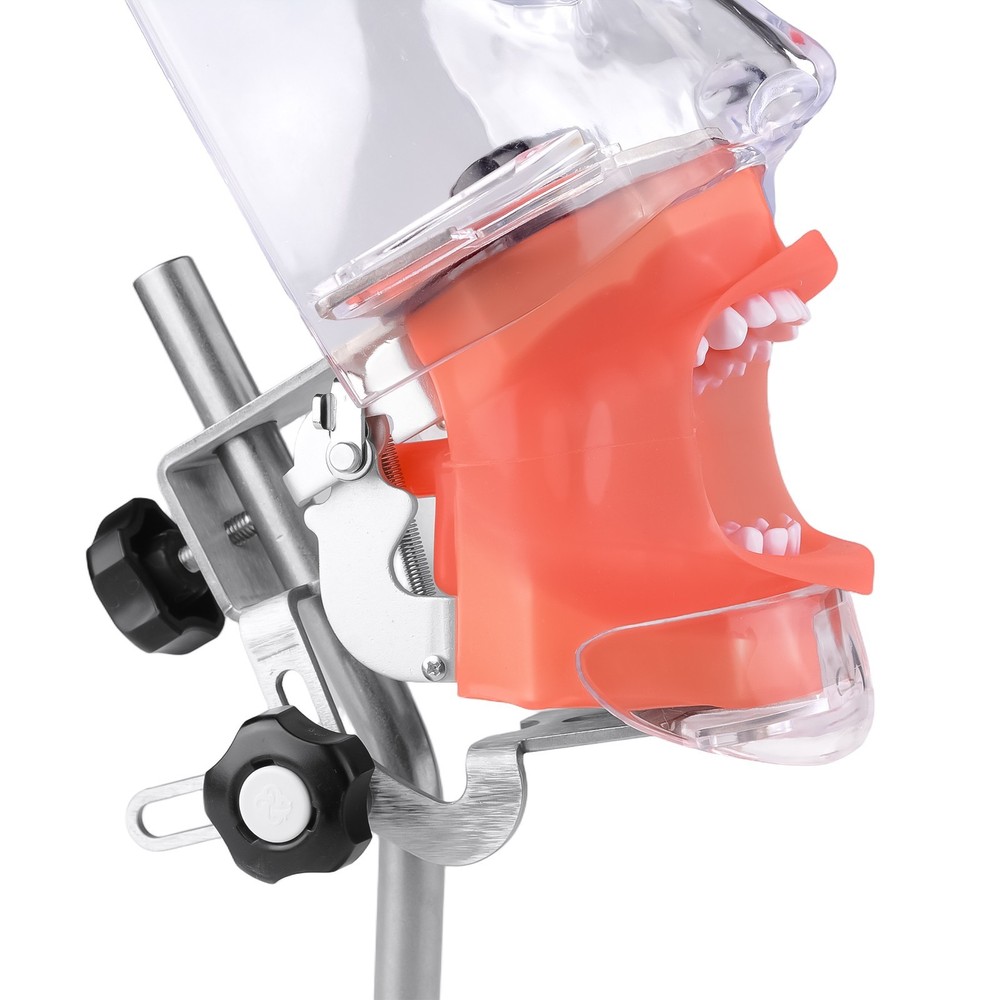 Dental Simulator Manikin Phantom Head Model Put on Desk for Training Practice
