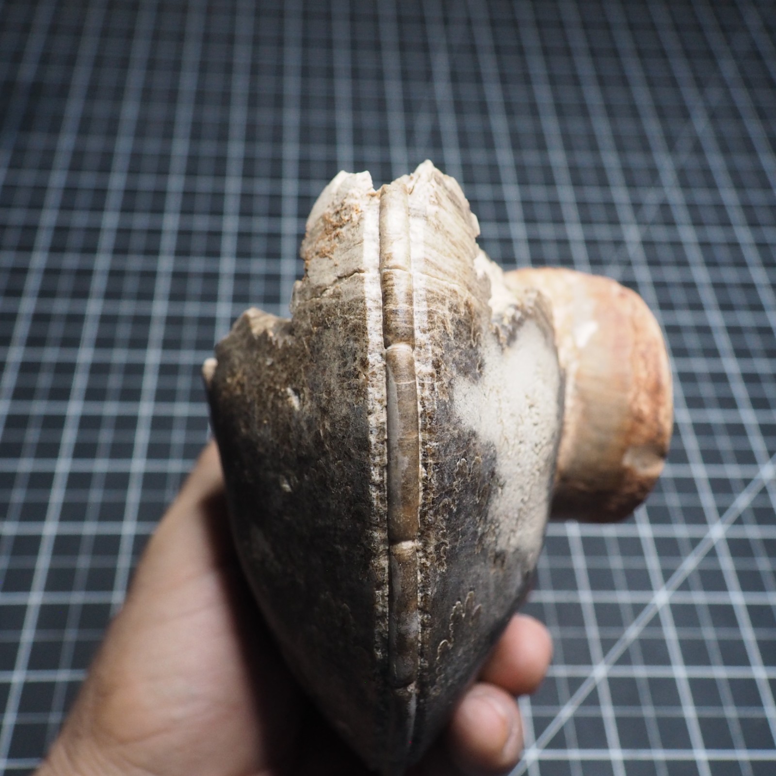 Study Specimen Choffaticeras Ammonite 155 mm 1.7 kg Fossil Siphuncle Cretaceous