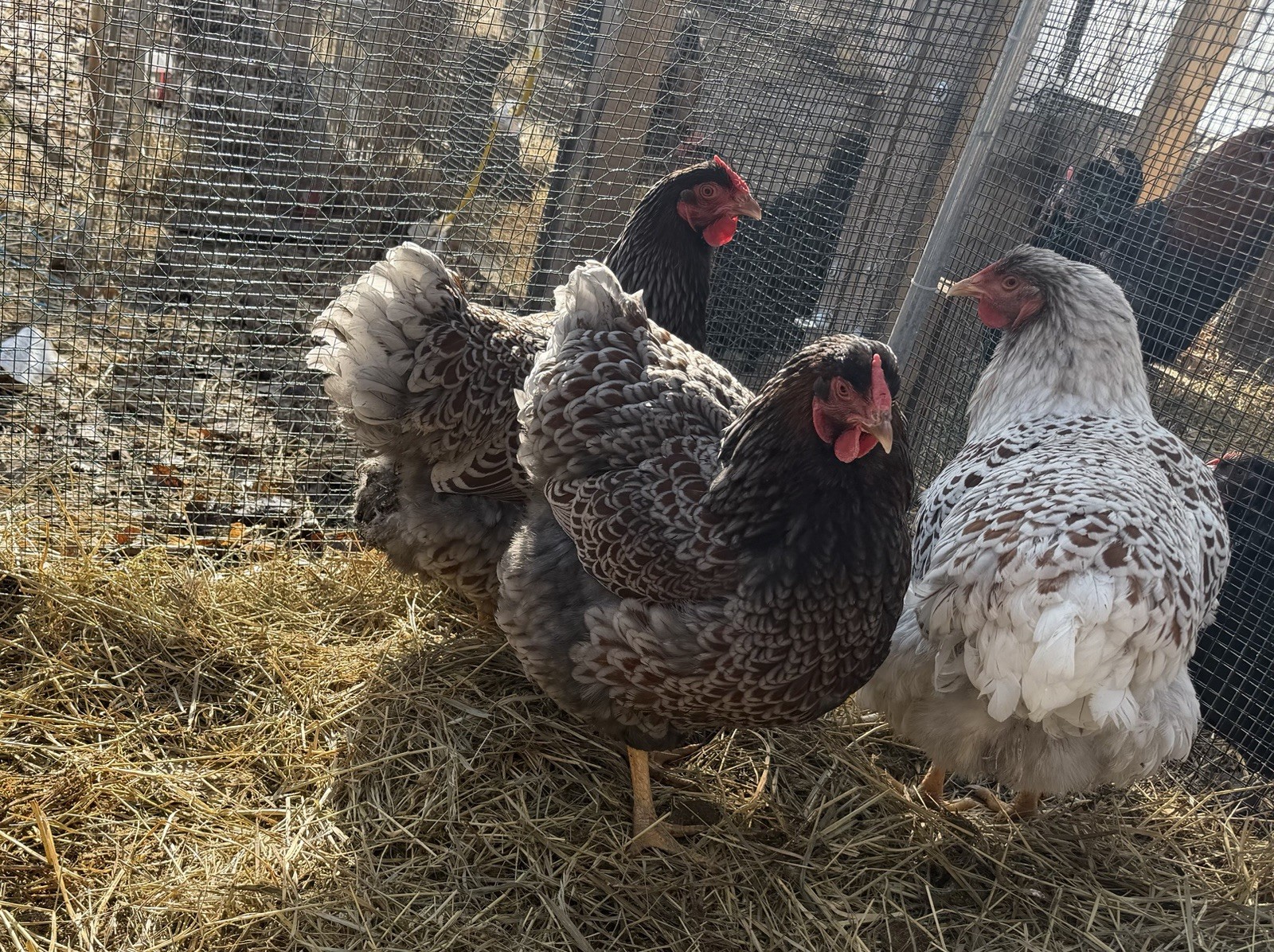 Dozen + Purebred Blue-Laced Red Wyandotte Hatching Eggs. Free Flat Rate Shipping