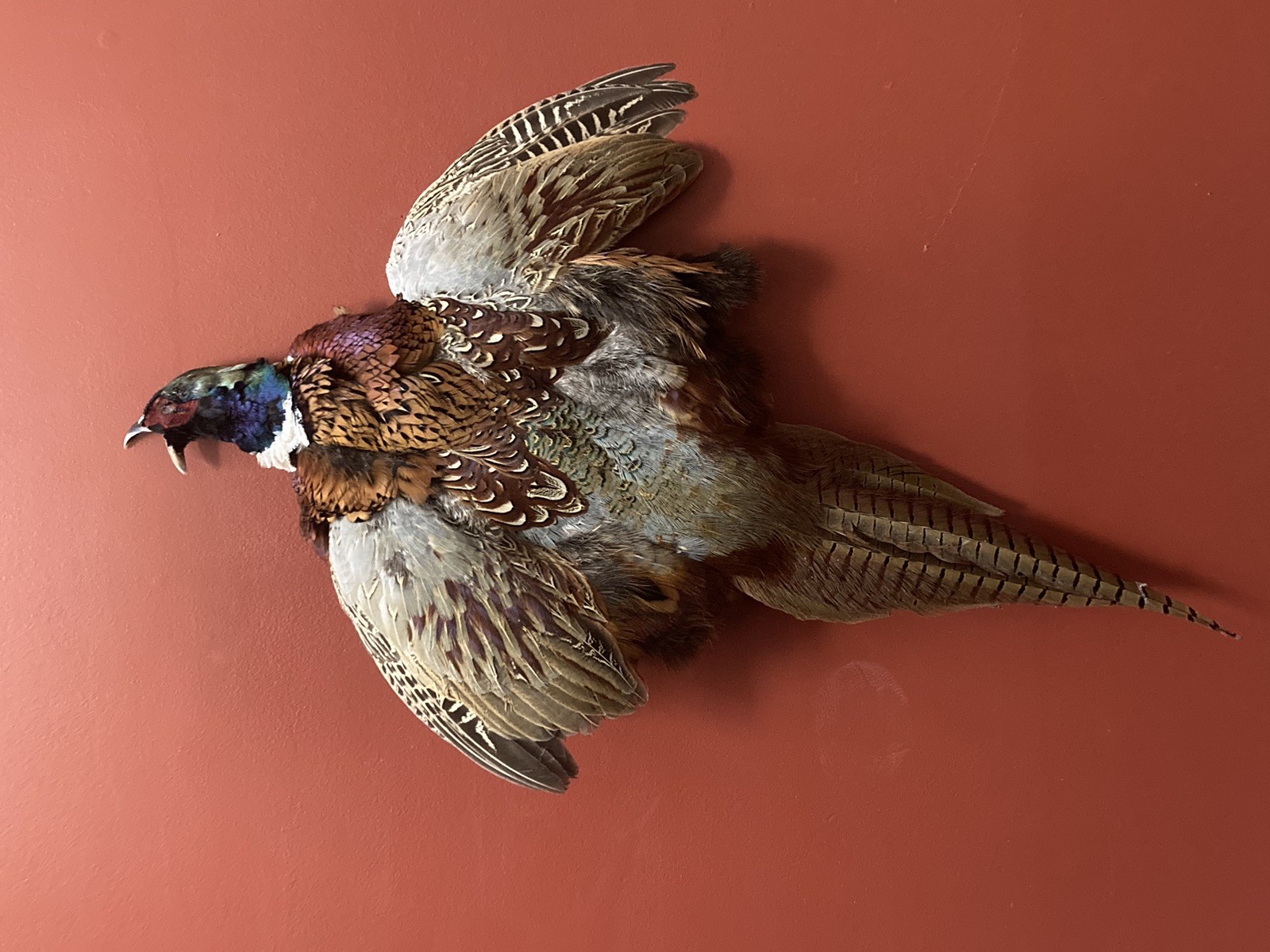 Rooster RINGNECK PHEASANT SKIN 2 Wings Tail Feathers Wall Art Taxidermy Man Cave