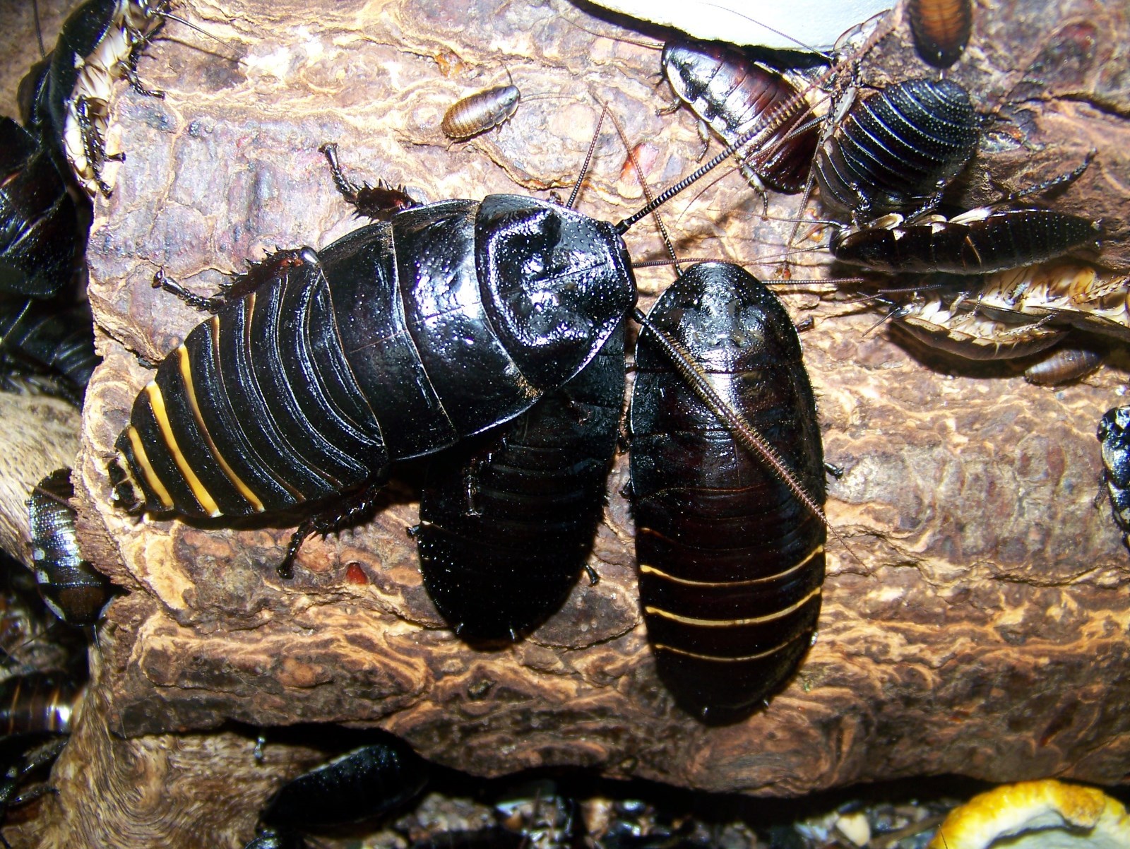 10 Large pairs,Black Hissing roach,dubia alturnative,reptile,feeder,insect,bug