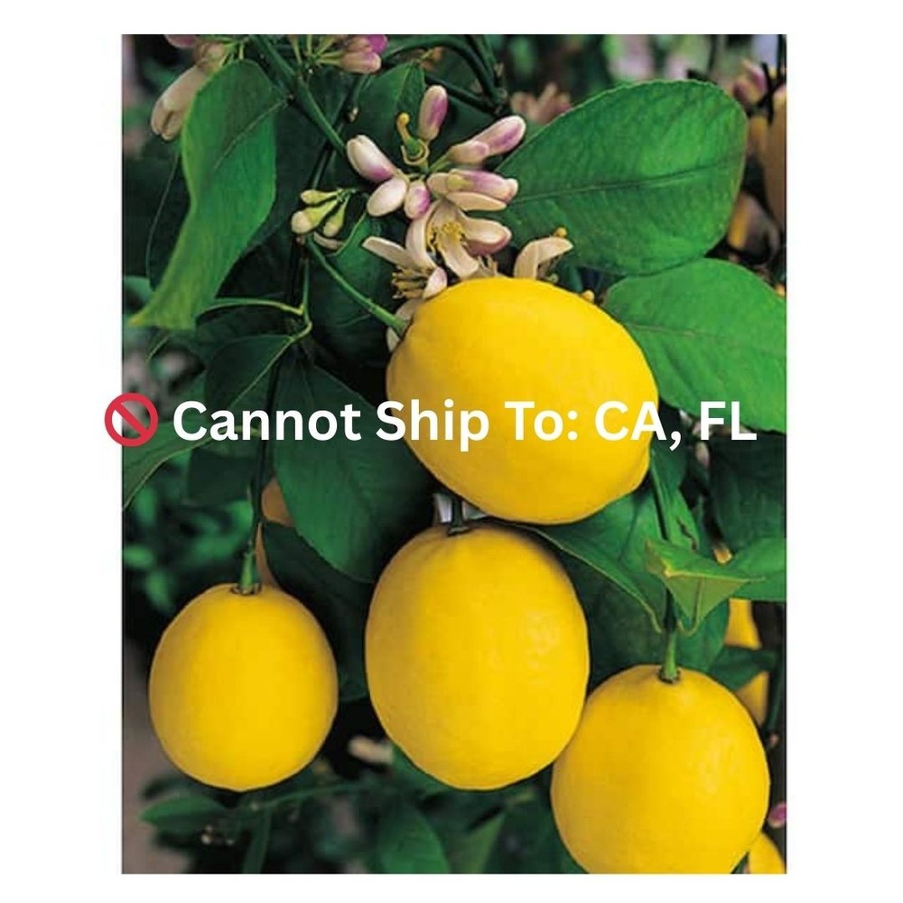 1 Gal. Improved Meyer Lemon Tree - Live Tropical, 1-Pack