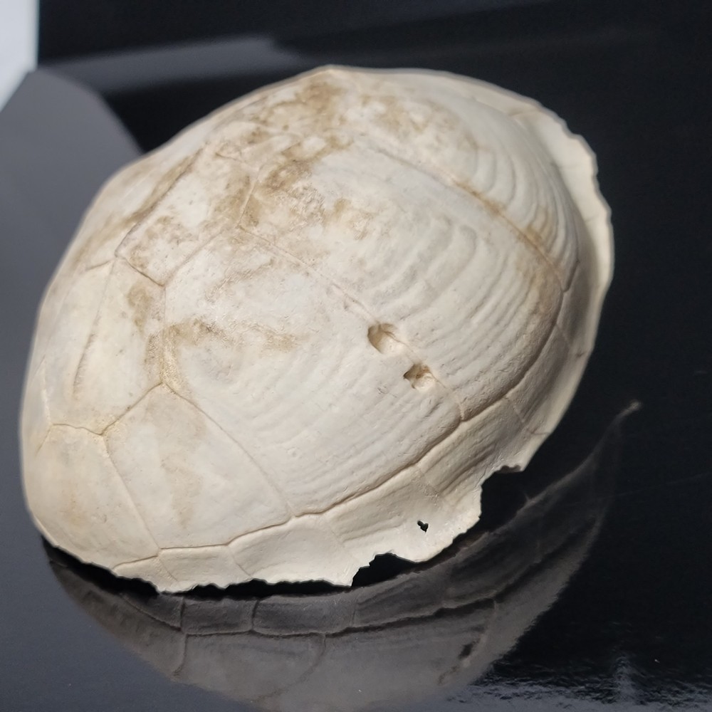 BLEACHED FOSSILIZED REPTILE BONE Skeleton TURTLE SHELL #1