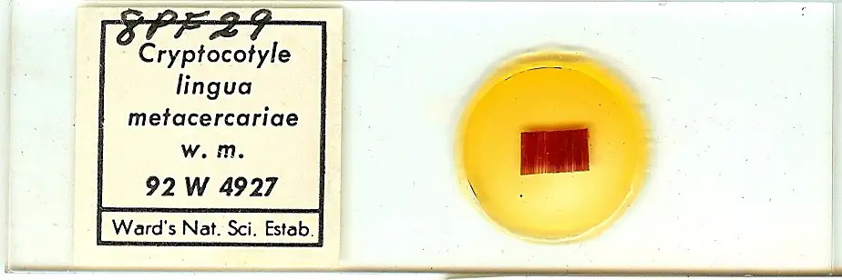 Cryptocotyle lingua Metacercariae Whole Mount Microscope Slide
