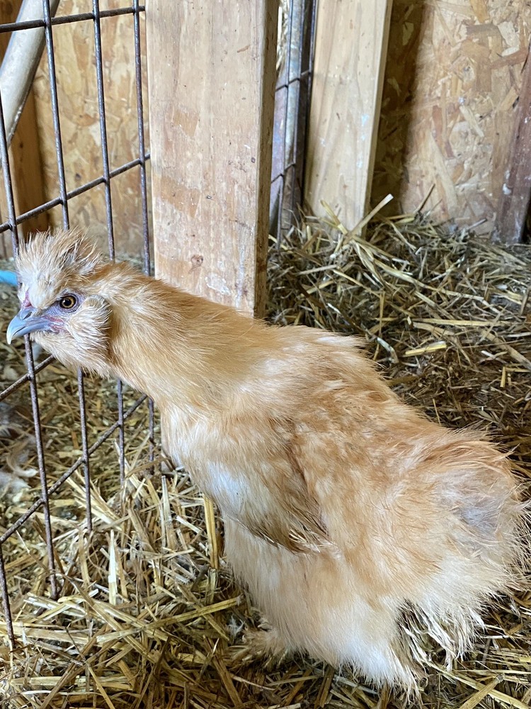 6 Purebred Bearded Silkie Hatching Eggs