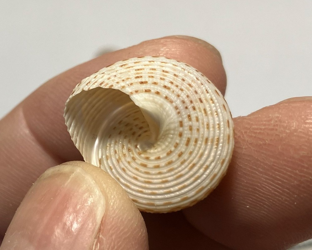 Calliostoma variegatum. Variable Topsnails. Two snails. Largest 20 mm