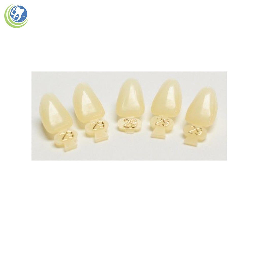 DENTAL POLYCARBONATE TEMPORARY CROWNS #29 (ULL) UPPER LEFT LATERAL 5/PACK