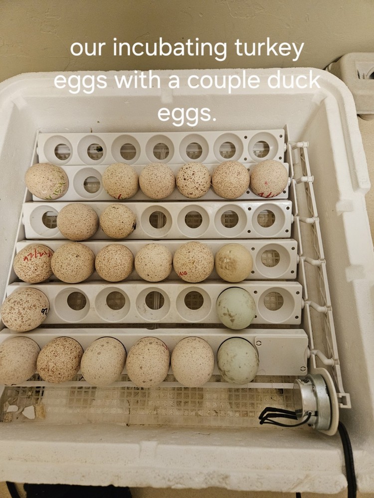 Now shipping: 6 Eastern  Turkey eggs for hatching