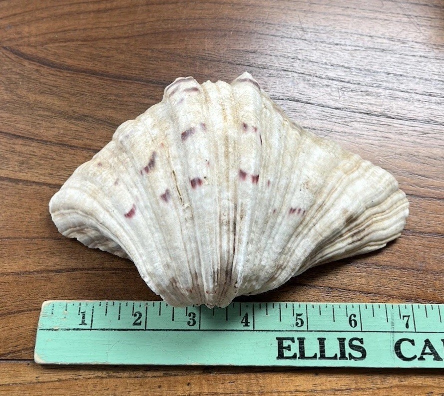 Bear Paw Clam Shell Half 7” X 5” Natural Nautical Beach Decor Real Coastal