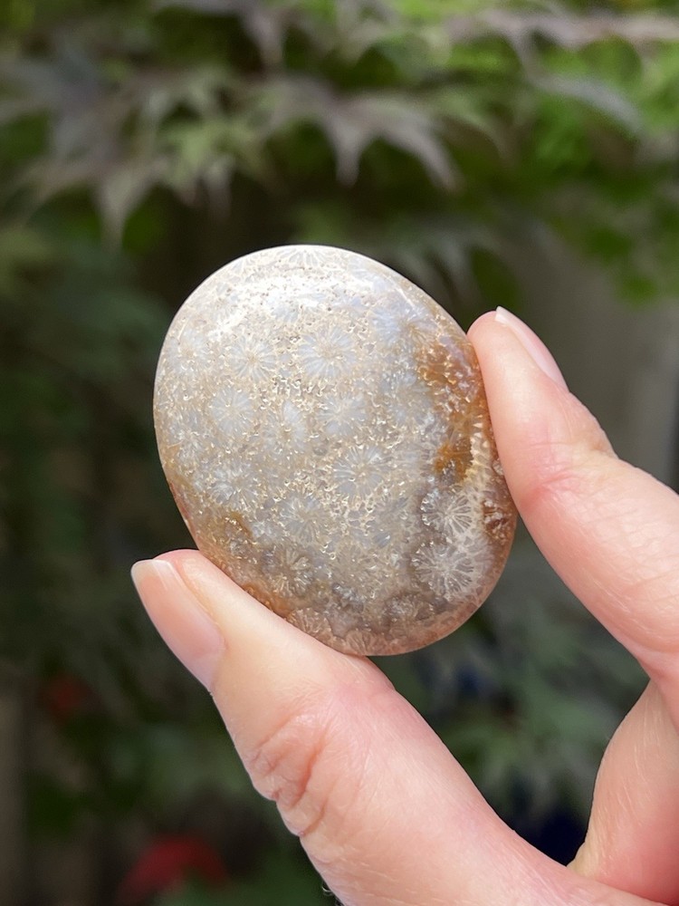 Fossilized Coral Crystal Palmstone AAA+ 28