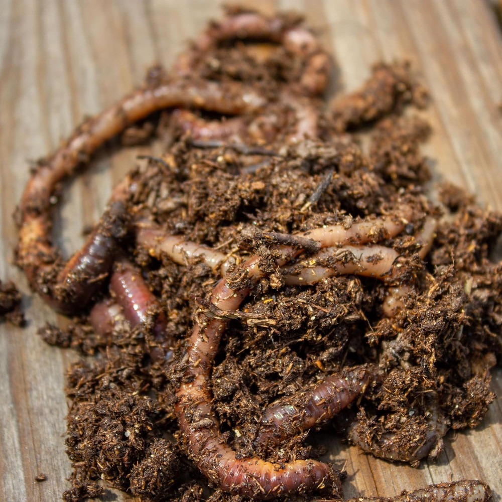 Products Buss Worm Bedding, 5-Pound,Black