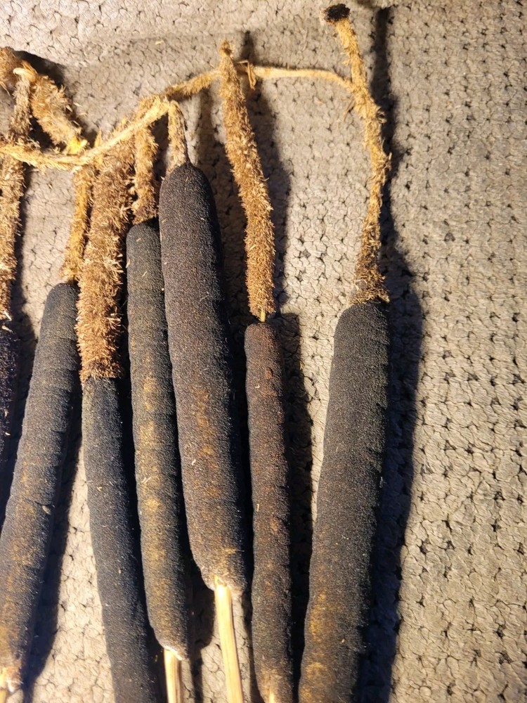 Flowered Cattail Stubs