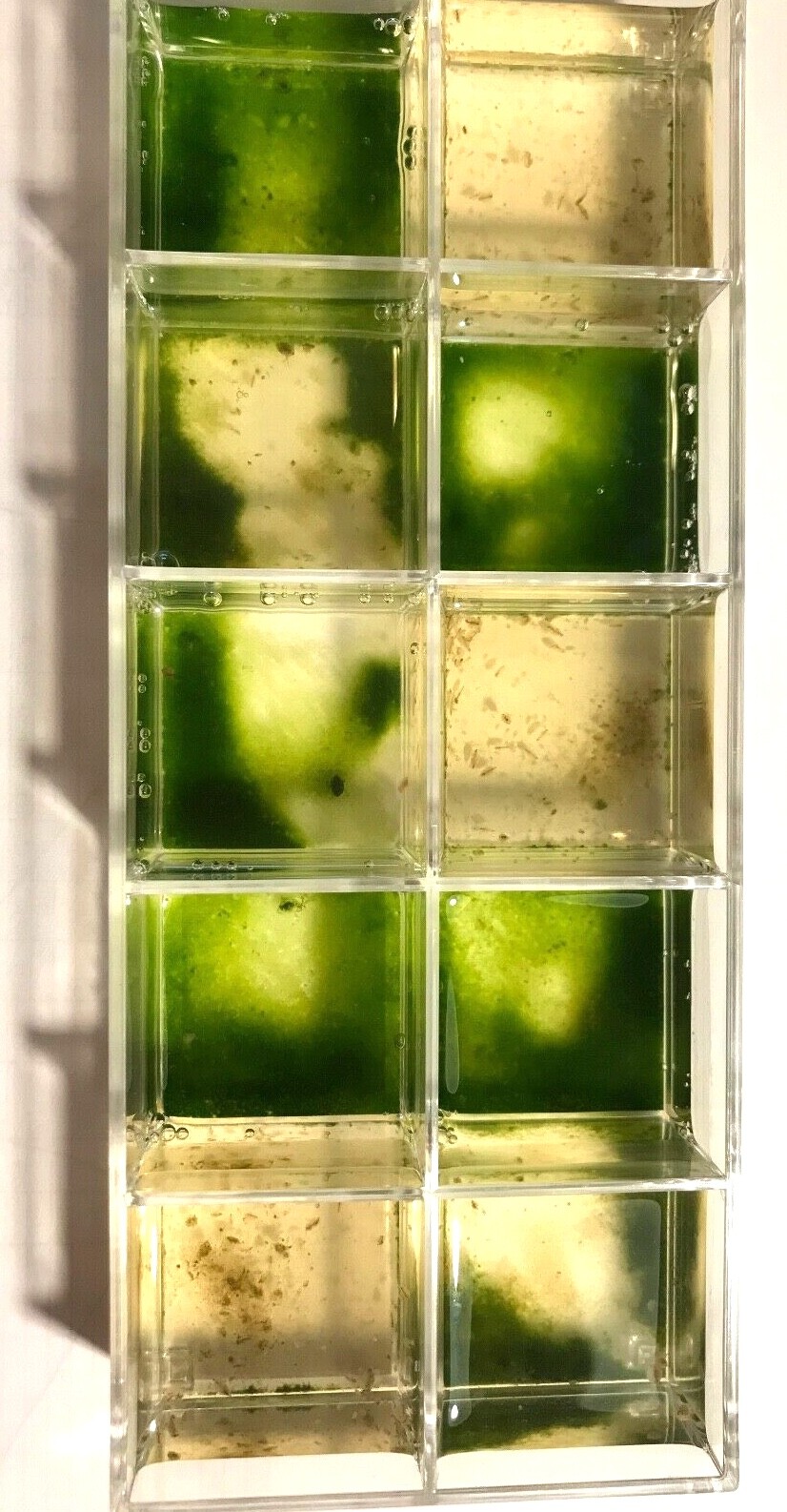 Live Daphnia magna=Water Fleas-live food*indoor container sustainable production