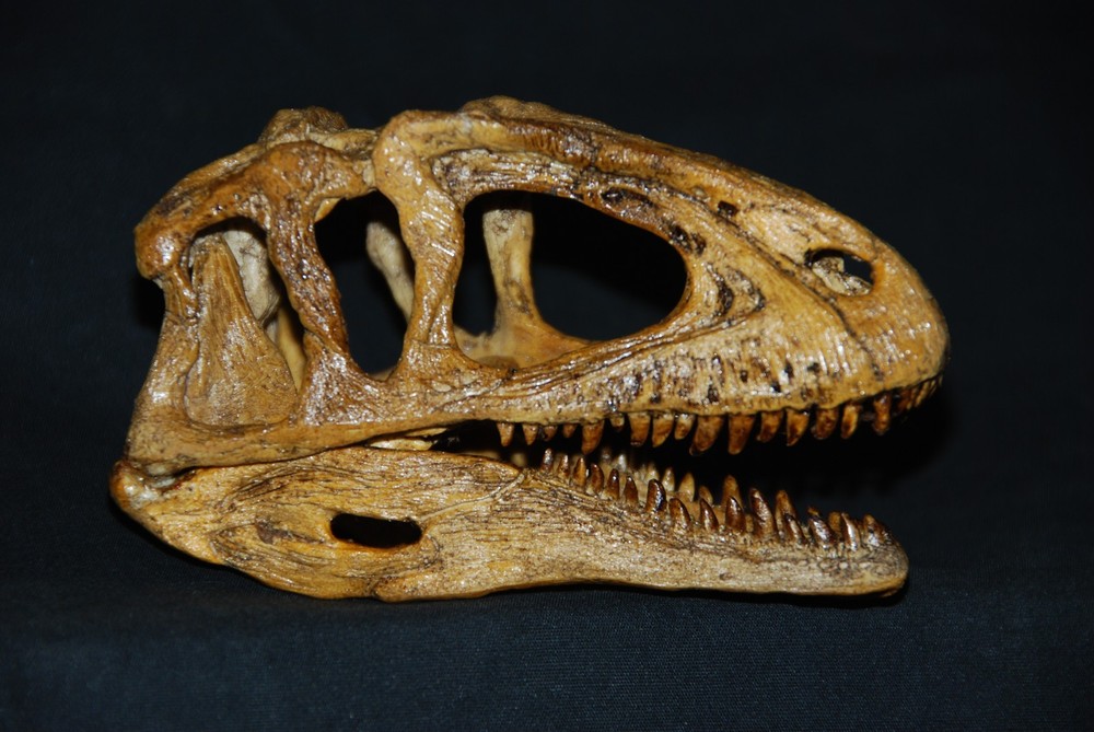SINRAPTOR  SKULL REPLICA