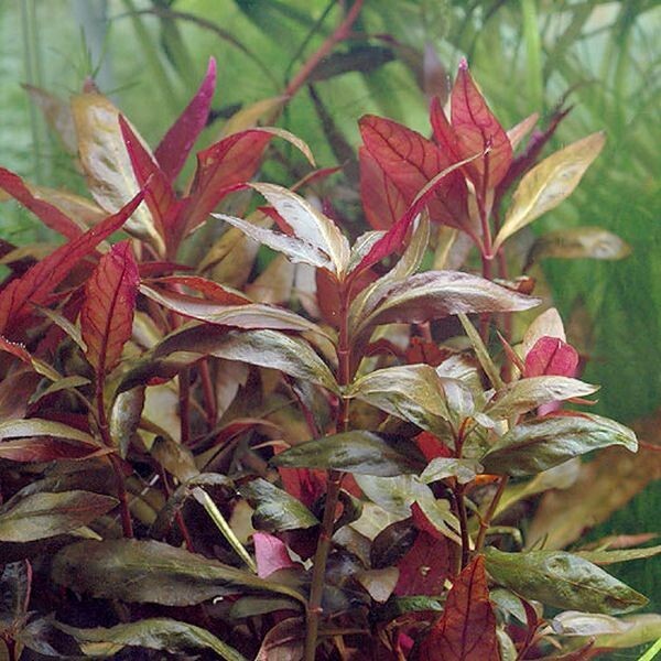 36 bunch plants, well over 100 stems