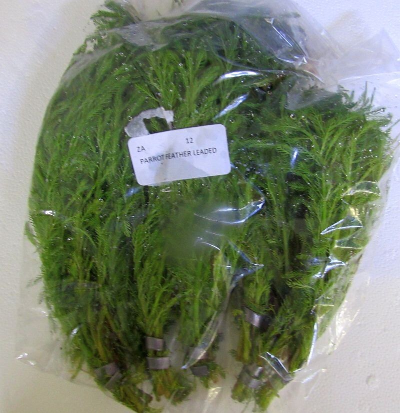 36 bunch plants, well over 100 stems