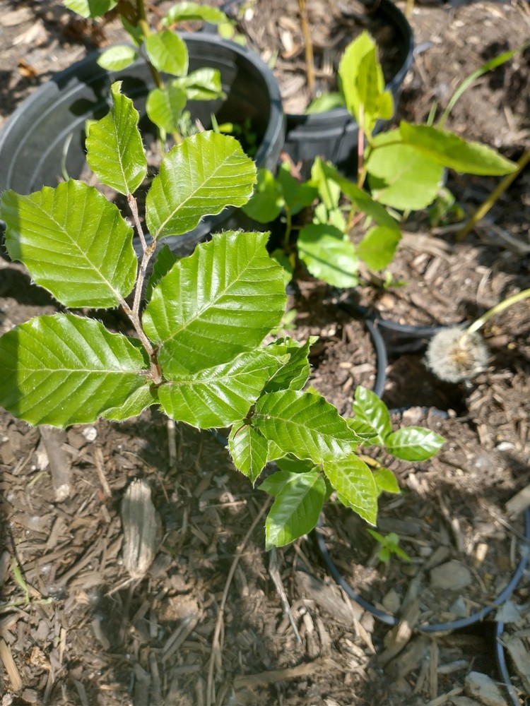 European Beech (Fagus sylvatica)