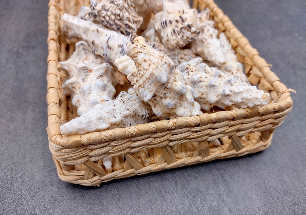 Knobby Cerithium Seashells White Black (3 shells approx. 2+ inches)