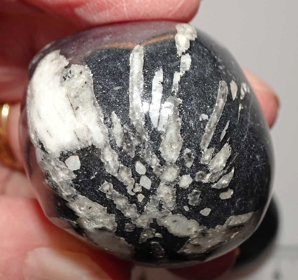 Chrysanthemum Stones - 4 Polished Pebbles rt399a2