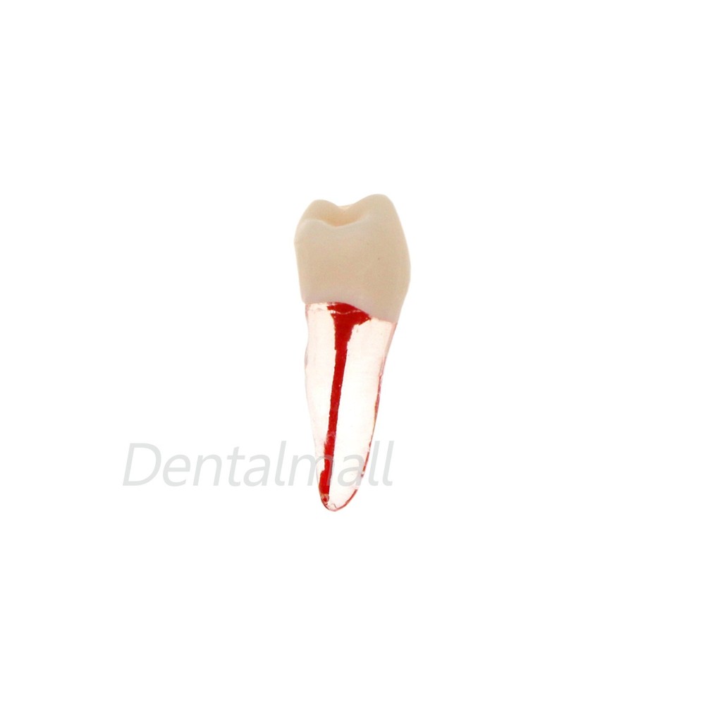 10 Pcs Dental Root Canal Practice Model Teeth for Pulp Study RCT Endo File
