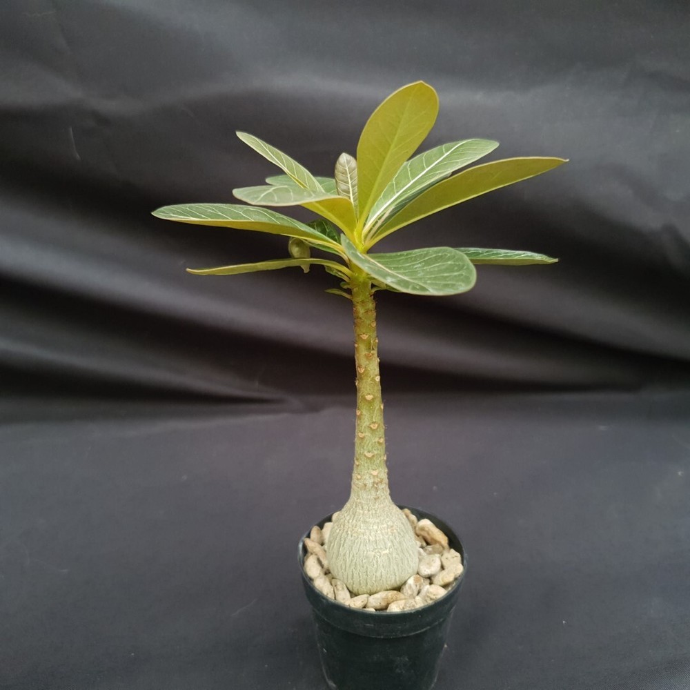 H19: Adenium socotranum