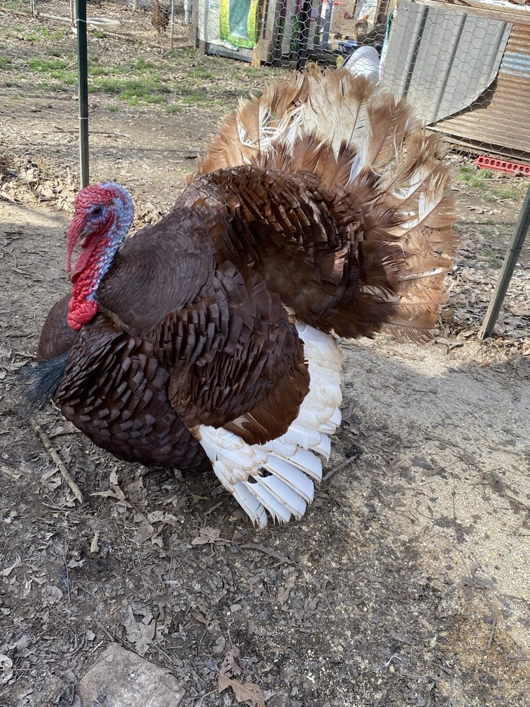 2ct Bourbon Red Turkey Hatching Eggs