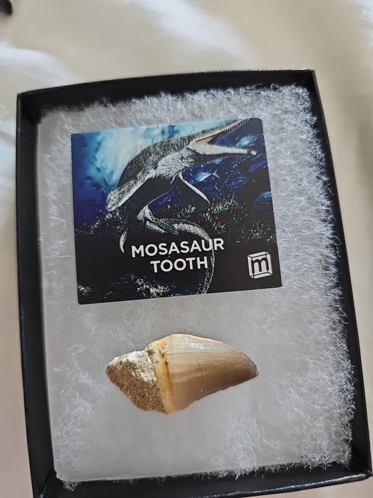 Medium Size Mosasaurus Tooth