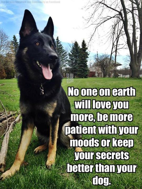German shepherd  refrigerator magnet 2 1/2x 3 1/2"