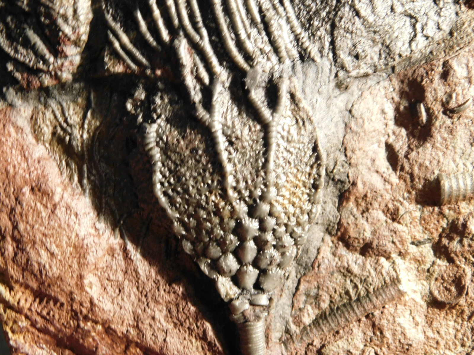 LARGER! 430 Million Year Old! CRINOID Fossil or Sea LILY Fossil Morocco 686gr