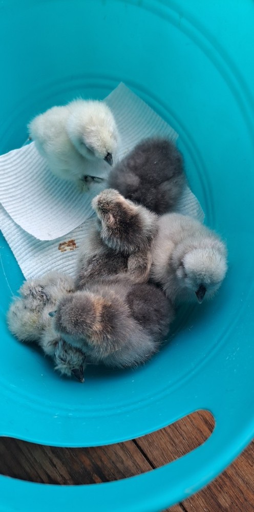 DISCOUNT!! Silkie Hatching Eggs Npip. READ DESCRIPTION!!!