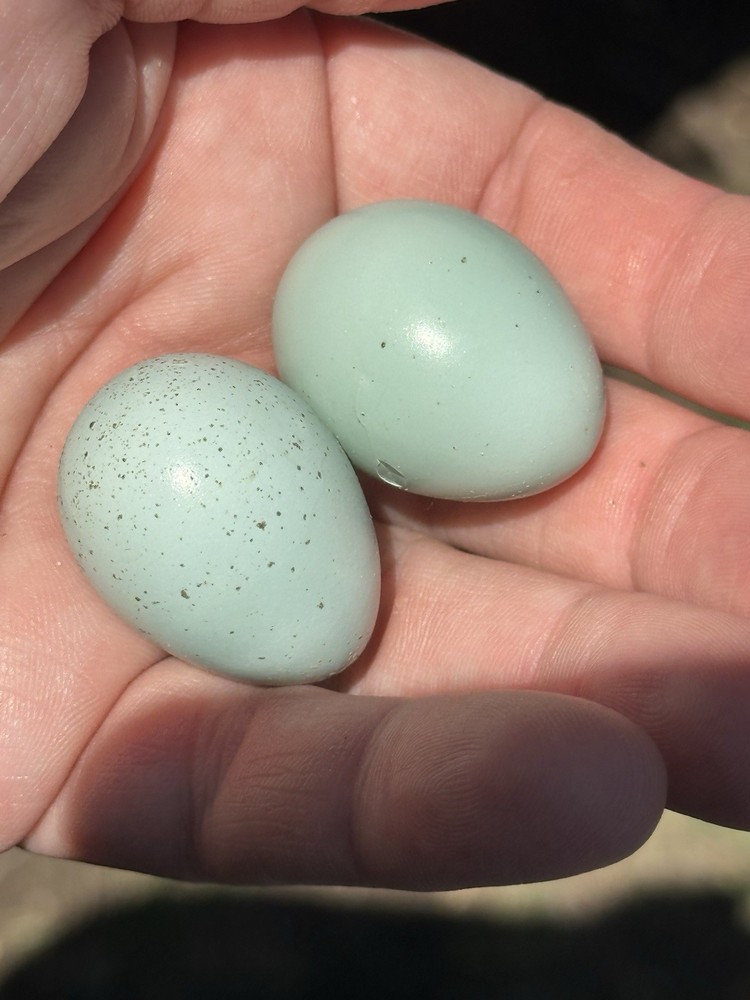 18+ Celadon Blue Coturnix Quail Hatching Eggs - 100% TRUE BLUE