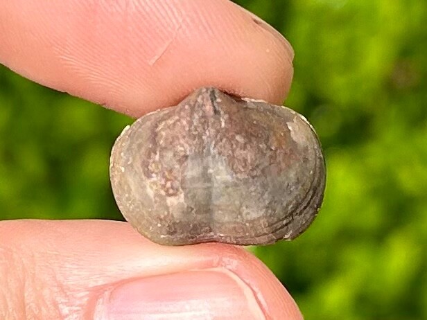 Morocco Fossil Brachiopod Unknown Species Middle Devonian Age