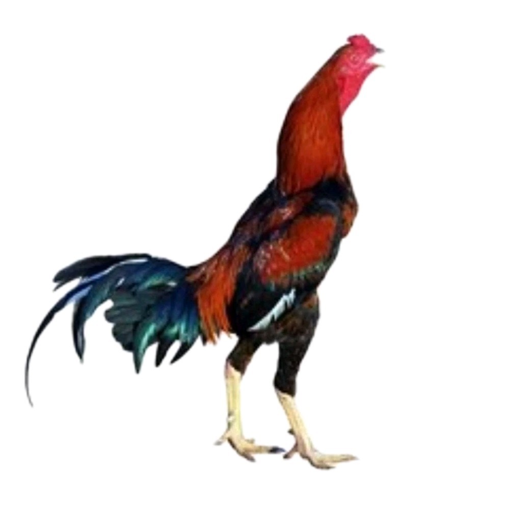 Thai Hatching Eggs 6 Total