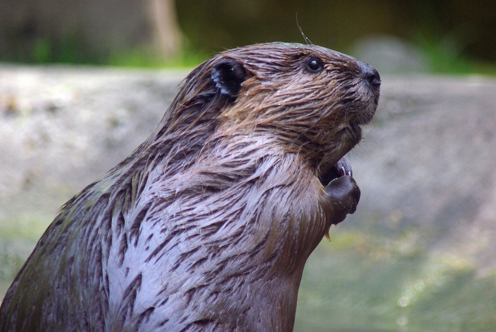 Beaver Taxidermy Reference Photo Cd