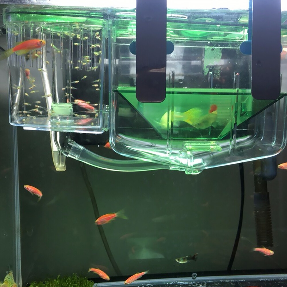 Fish Breeding Tank Box Brine Shrimp Eggs Aquarium Acclimation Hatchery
