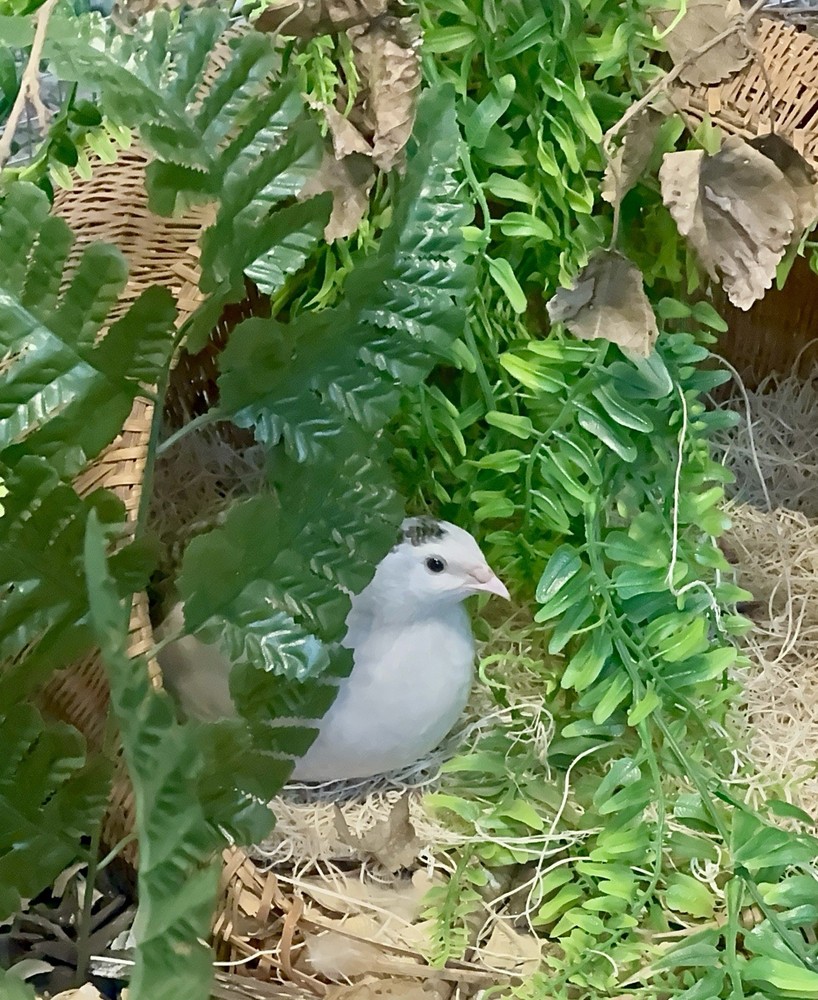 12+ Quail Hatching Eggs Coturnix Celadon Pharaoh Tuxedo Rosetta