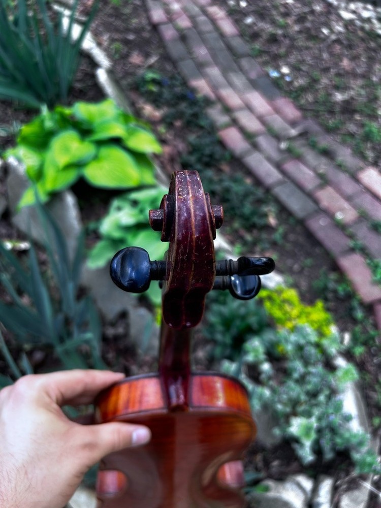 violin
