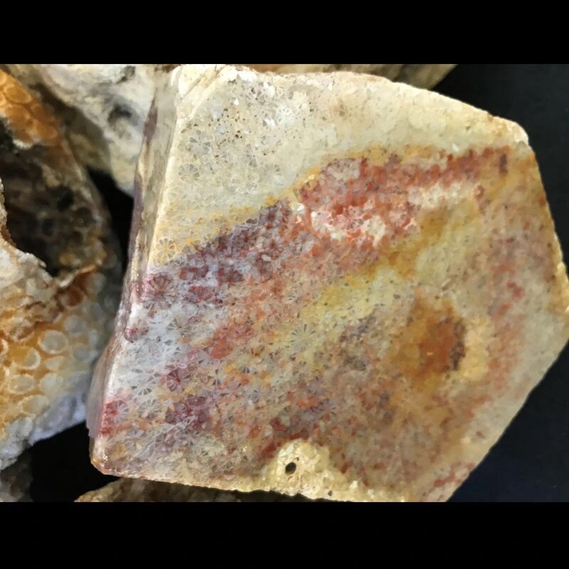 INDONESIAN PETRIFIED CORAL-Agatized (price per pound)