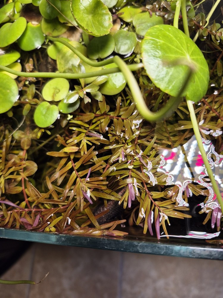 Rotala Blood Red 7 Stems