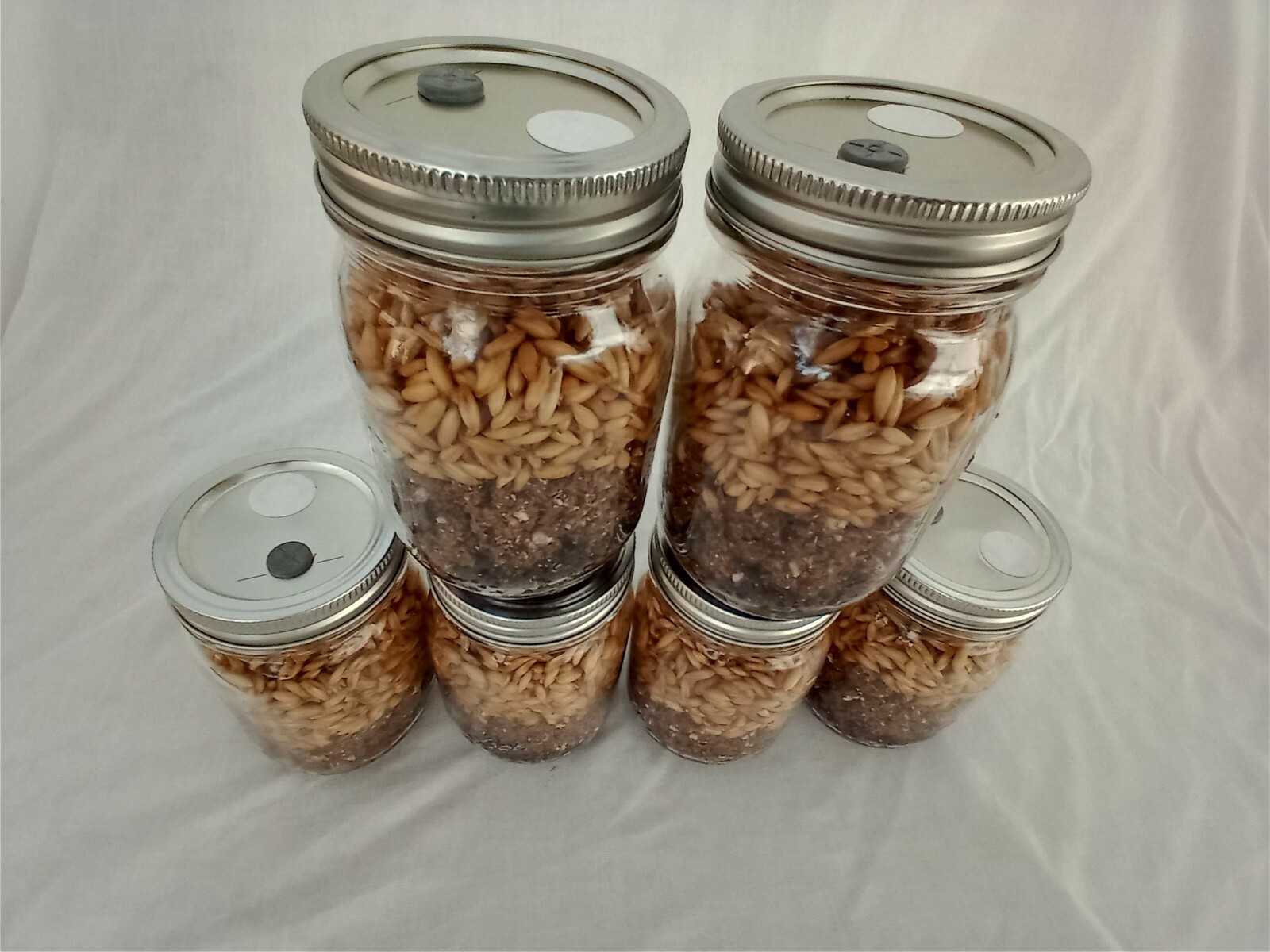 6 PINT Mushroom Jars READY ALL N 1 Sterilized Substrate Grain Grow Fast SHIP [A]
