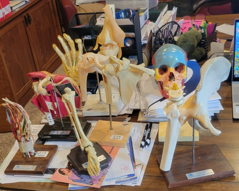 MEDICAL PLASTICS Functional Hip Joint with Ligaments Anatomical Model