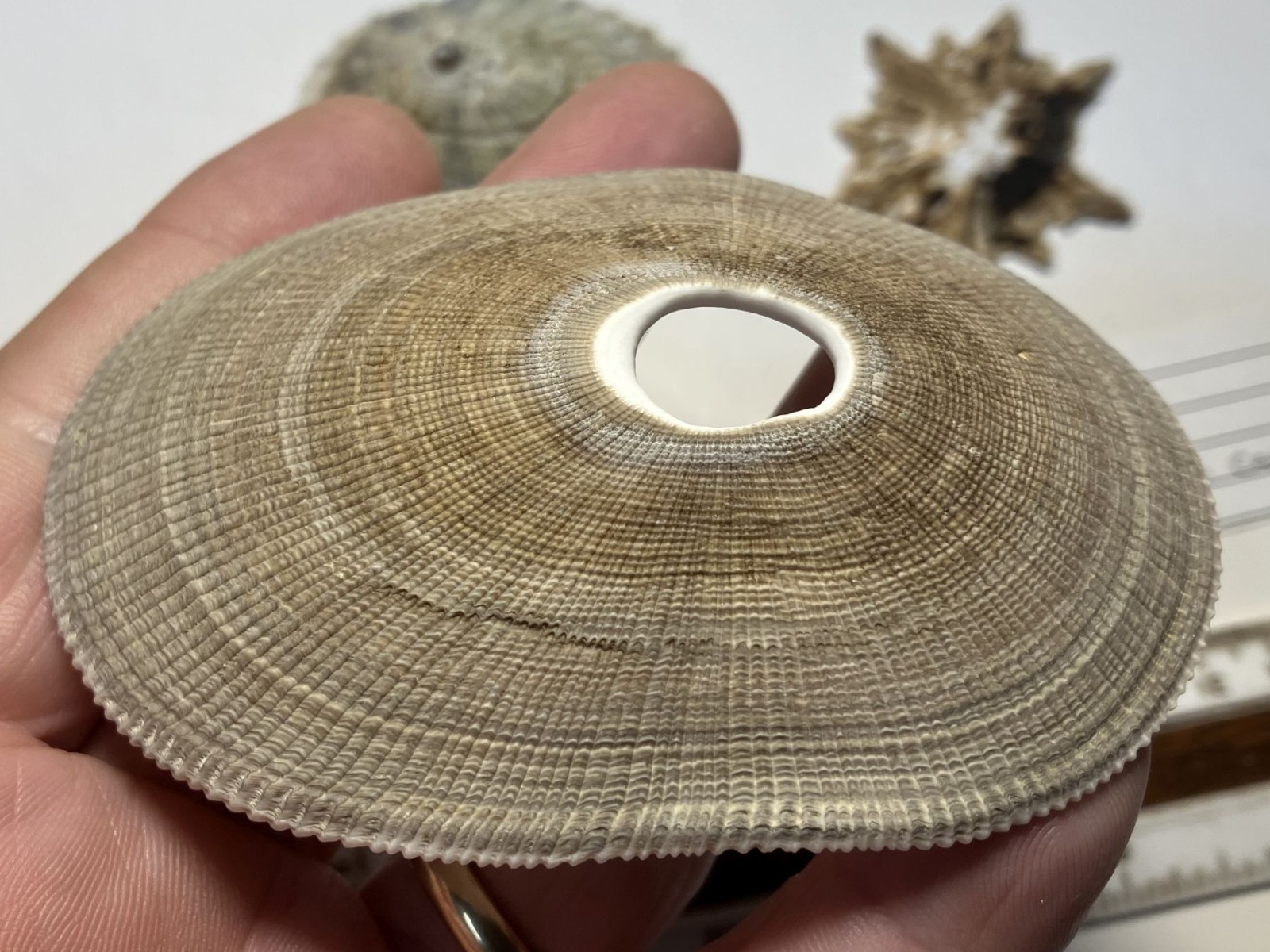 Limpets. 3 species. Diadora sp., Patella sp., Megathura crenulata. Great Shape