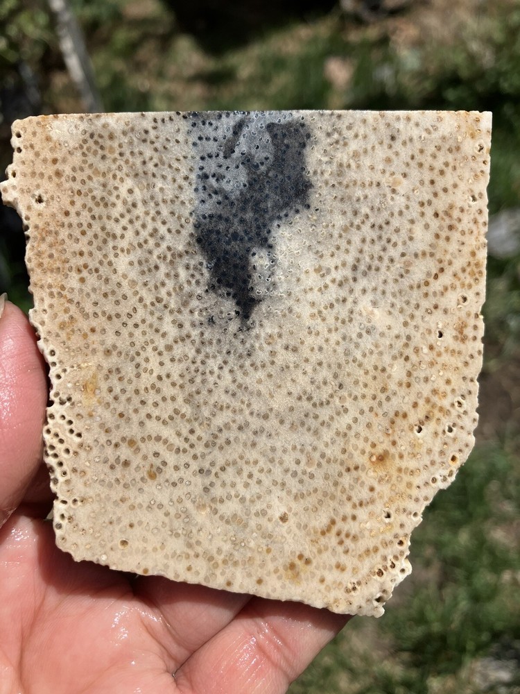 Palm wood slab