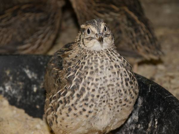 30+30 Extra large Jumbo white and Extra Large Jumbo Brown hatching eggs