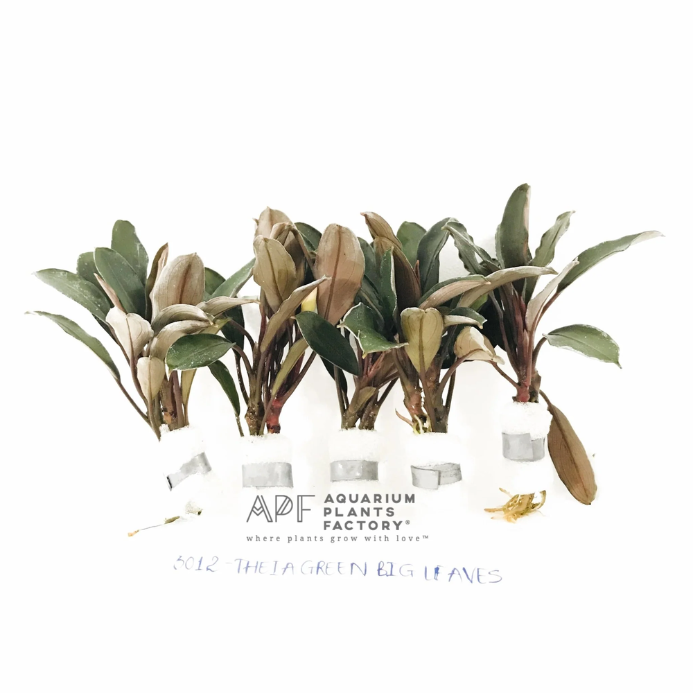 Bucephalandra Theia Green | Buce Aquarium Plants Factory®